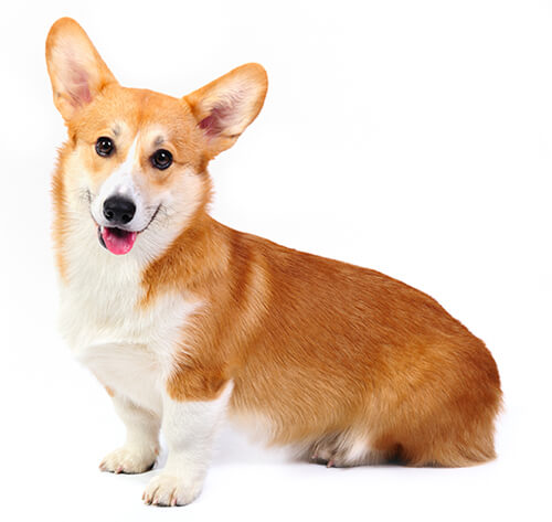 Welsh Corgi (Pembroke) Dog Breed Information | Purina